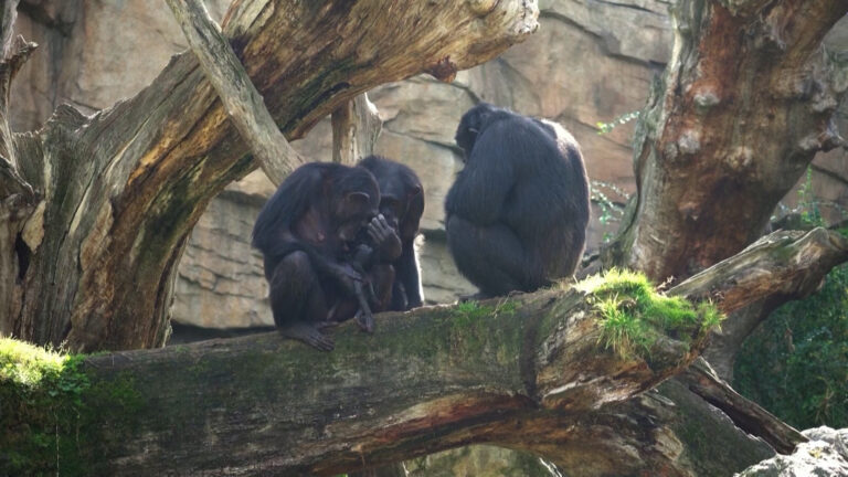 Spanjë, shimpazeja vajton për 3 muaj foshnjen