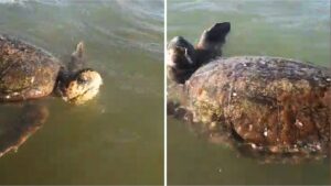 E plagosur në kokë, breshka 70 kg filmohet në ujërat e plazhit të Semanit (Video)
