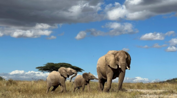 Edhe elefantët në Afrikë “flasin”