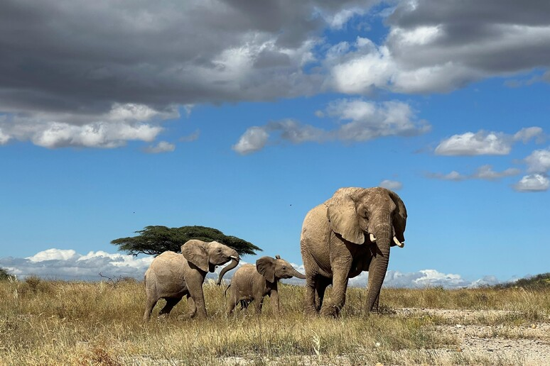 Edhe elefantët në Afrikë “flasin”