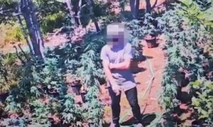 Asgjësohen 2105 fidanë e bimë kanabis në qarkun e Lezhës, 2 të arrestuar