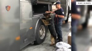 Kapet një shumë e madhe eurosh në portin e Durrësit! Shoferët e autobusit tentojnë t&#8217;ia hedhin policisë, por&#8230;