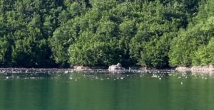 Plastika mbulon ujërat e Liqenit të Komanit
