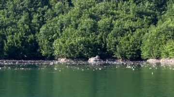 Plastika mbulon ujërat e Liqenit të Komanit