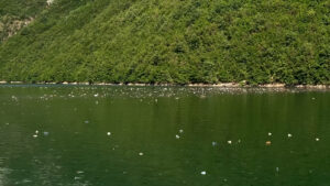 Plastika mbulon ujërat e liqenit të Komanit