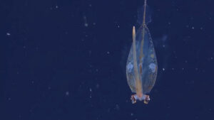 Zbulohen specie të reja gjallesash në oqean