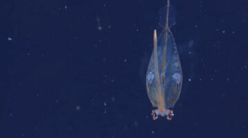 Zbulohen specie të reja gjallesash në oqean