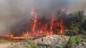 Maliq, vatra zjarri në pyjet e Bodes