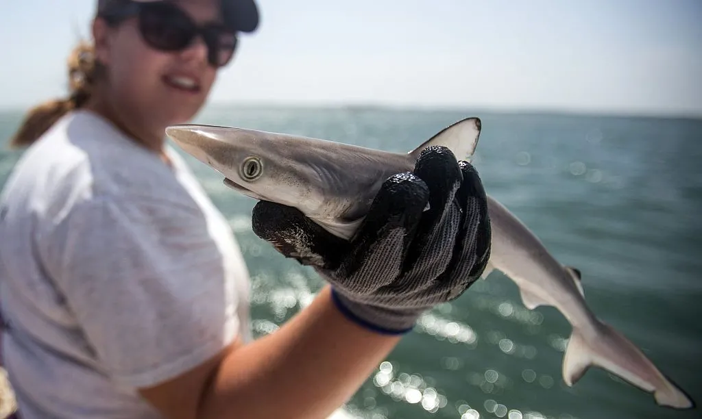 Ndodh çudia! Peshkaqenët në Brazil pozitivë me kokainë