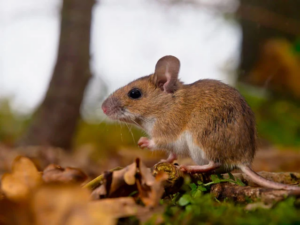 Përhapet nga minjtë dhe shkakton vdekjen! Ngrihet &#8220;alerti&#8221; për Hantavirus