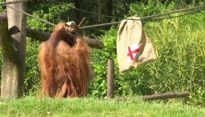 Euro 2024 | Orangutangu Walter parashikon Holandën finaliste të Europianit