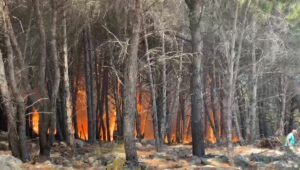Vijon zjarri masiv në Shëngjin, evakuohen banorë të zonës dhe turistë