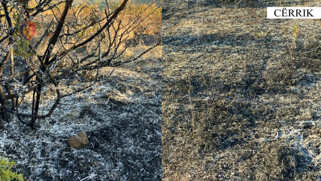 Ndezi zjarr dhe dogji një sipërfaqe toke me barishte e shkurre, arrestohet 67-vjeçari në Cërrik