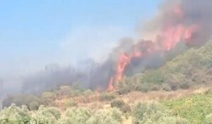 38-vjeçari nga Shijaku ndez zjarr për djegien e shkurreve, por përfundon në burg