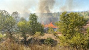 Zjarr në Fushë-Milot, shkrumbohen sipërfaqe me ullinj