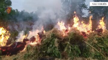 Droni zbulon kanabisin e fshehur në parcelën e misrit në Vaun e Dejës, e pëson edhe kryeplaku