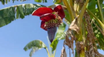 Shija e ëmbël e suksesit: Fermeret në Malawi prodhojnë verë bananeje